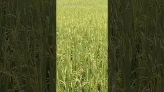 giống om  18