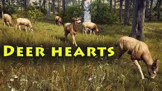 Deer Hearts or No Hearts? - Way of the Hunter