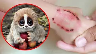 10 Cute Animals That Are Actually Deadly