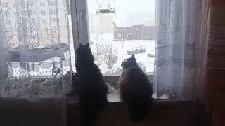 Синхронные кошки.
