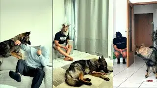 Top Viral Shorts You Couldn’t Stop Watching! 🐶🔥 (Full Compilation