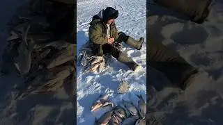 НА БАЛДУ КЛЮЕТ ВСЕ! #shorts