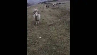 самый красивый баран