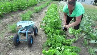 Today's Work in the Vegetable Garden-Bolting, Pruning & Garlic! Maine Zone 5a
