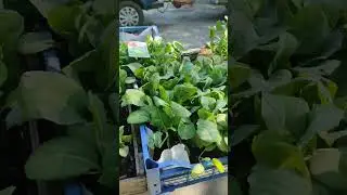 Торговля рассадой на деревенском рынке