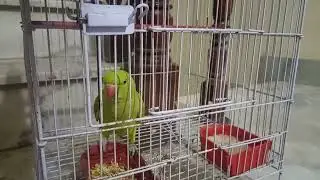 Are they fighting or loving ?😂 #totuvlog #parrotvideo