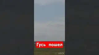 ЗАСТРЯЛИ НАМЕРТВО😱А ГУСЬ ПРЁТ🔥#охота #охотанагуся #весенняяохота  #охотанауток #охотавидео #shorts