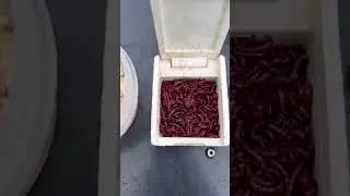 Мотыль - лучший друг