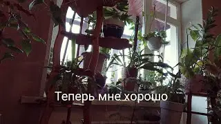 Мои новые подставки для растений