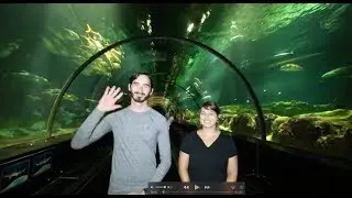 Sharks ASL: Are Sharks More Dangerous Than Snack Machines?