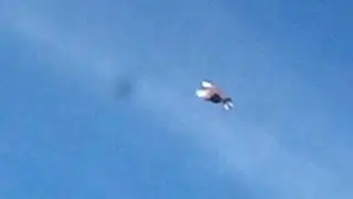 Голубиное счастье - свобода полёта. Любуюсь....