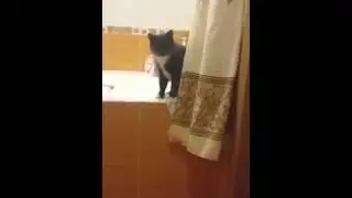 Серьезный разговор с котом