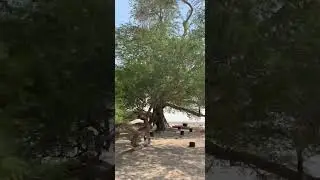 Tree of life Bahrain 🇧🇭