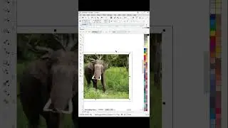 Rollover option - Coreldraw x7 