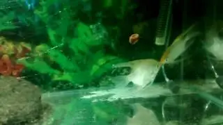 Нерест скалярий, малькам 9 дней.
