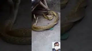 Viral Snake Video || 🔥🤯😱 #shorts #shortfeed #short