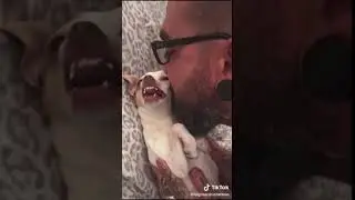 Funny Dog 38 #shorts