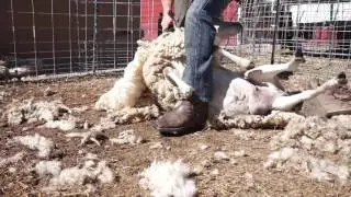 Sheep Shearing in Boise
