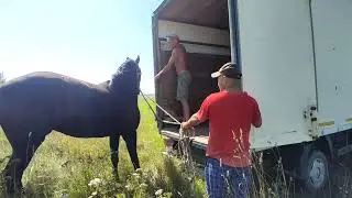 Фарида трёх летняя, Орловская кобыла