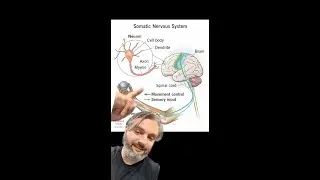 The Gospel in the anatomy and physiology of our bodies..