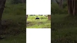 Madumalai Jungle Safari #bandipura #safari #forest