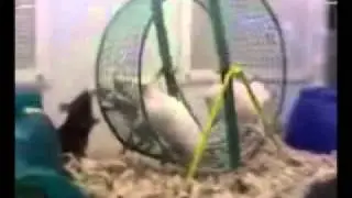 Mice Run