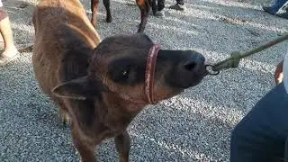 27 май Куштепа мол бозори