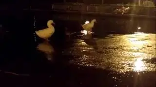 Como duelen los vientos esta noche de Orieta Lozano