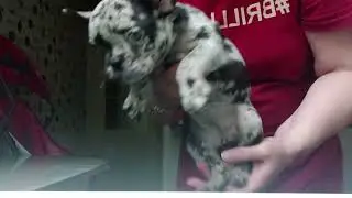 Самые красивые и воспитанные щенки французского бульдога