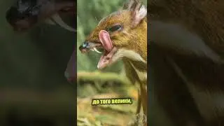 Мышиный олень - крайне странное существо
