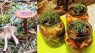 Солёные грибы 🍄 с можжевельником 🌿 или аромат хвойного леса.