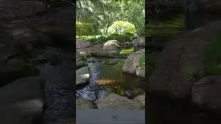 Peaceful Backyard Views 