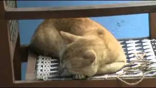 Lazy cat