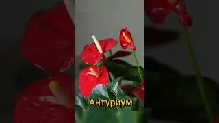 Какие комнатные цветы любят кислую почву