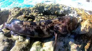 Catch and Cook on BEAUTIFUL Rocky Cliffs + Easy GOLDEN FRIED Lingcod Recipe