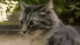 Песенка о дружбе  Если друг не смеётся