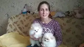 Отучаю щенков от жадности