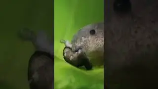 Такую лягушку вы точно не встречали!