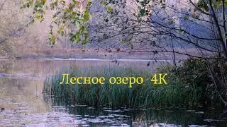 Relax 4K Лесное озеро