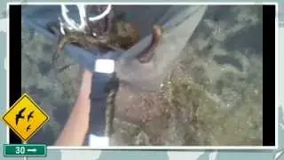 Fishing The Octopus
