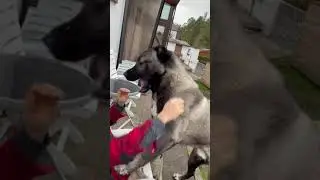 Kangal panter Kıtmir