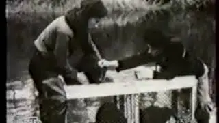 Переселение бобров, 1956 год