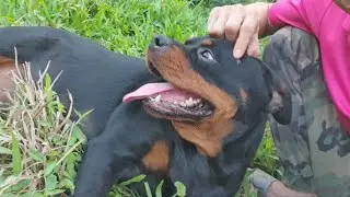 Nuôi chó khỏe đẹp thật dễ| Siro Rottweiler Gervi