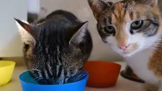 🐱МИЛЫЙ КОТИК  🐾 Милый сборник про животных - Lo-Fi - Друзья лохматые, Животные, котики