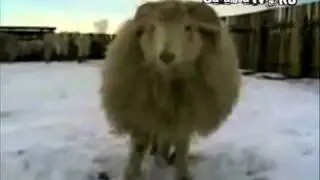 Борис, кончай!