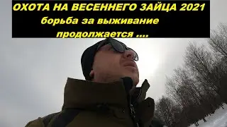 ОХОТА НА ЗАЙЦА ВЕСНОЙ, ВЕСЕННИЙ ЗАЯЦ. НЕТ ПОКОЯ ЗАЙЦУ И ВЕСНОЙ. ОХОТО С ФОТО РУЖЬЕМ С РАЗРЕШ 4 К.