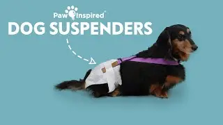 *Update* How to Keep Dog Diapers on with Suspenders | Paw Inspired® for Dog Diapers & Male Wraps