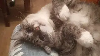 Изысканный кот из Серебряного века