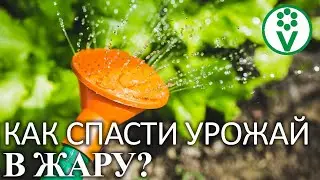 НЕ ПОТЕРЯЙТЕ УРОЖАЙ ИЗ-ЗА ЖАРЫ! Лучший способ спасти томаты и огурцы от засухи