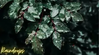 The Sound of Raindrops , Meditation , Autogenic Training, Deep Sleep Relaxing Sounds | HD video |